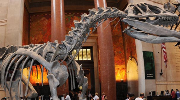 American Museum of Natural History 