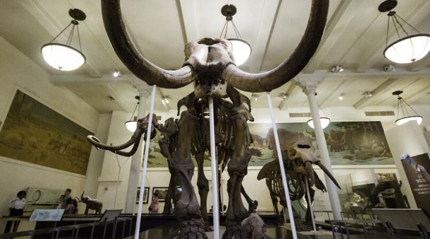 Naturhistoriska Museet New York City Pass